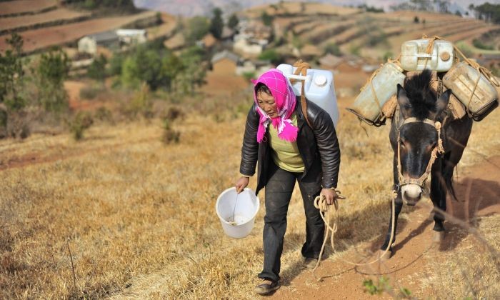 A Chinese villager uses her mule to carry containers of water collected from an underground well miles away from her village during a severe drought in Kunming, southwest China's Yunnan province on March 31, 2010. (STR/AFP/Getty Images)